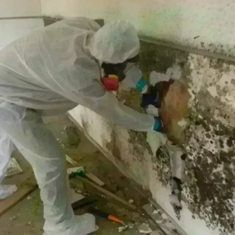 Mold Remediation and Removal in Pelham, MA